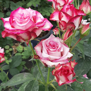Rose - blanche - rosiers hybrides de thé